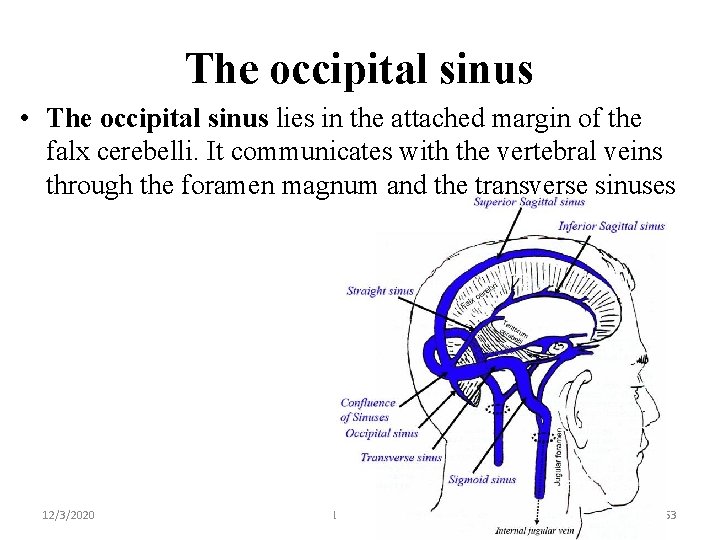 The occipital sinus • The occipital sinus lies in the attached margin of the