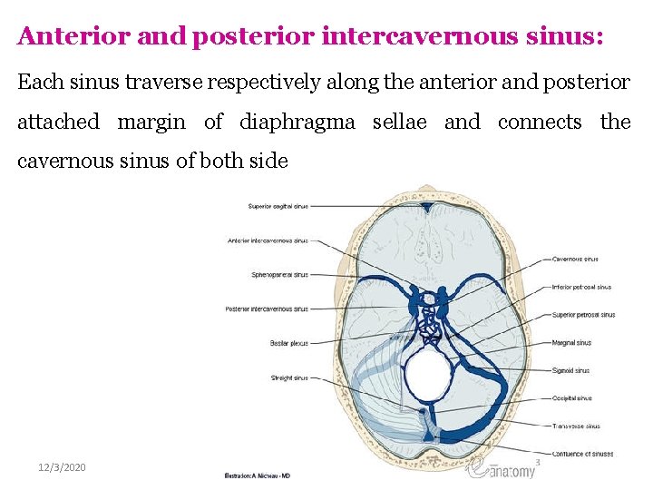 Anterior and posterior intercavernous sinus: Each sinus traverse respectively along the anterior and posterior