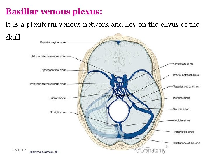 Basillar venous plexus: It is a plexiform venous network and lies on the clivus