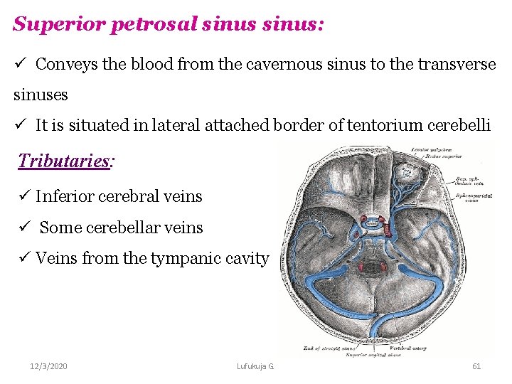 Superior petrosal sinus: ü Conveys the blood from the cavernous sinus to the transverse