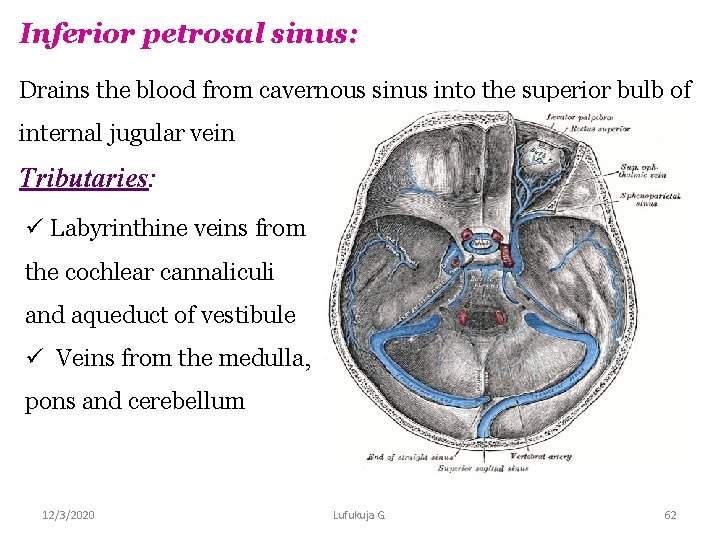 Inferior petrosal sinus: Drains the blood from cavernous sinus into the superior bulb of