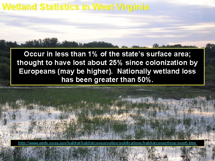 Wetland Statistics in West Virginia Occur in less than 1% of the state’s surface