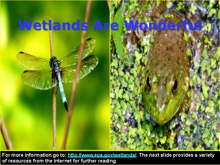 Wetlands Are Wonderful For more information go to: http: //www. epa. gov/wetlands/. The next