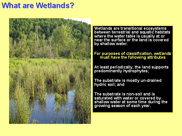 What are Wetlands? Wetlands are transitional ecosystems between terrestrial and aquatic habitats where the