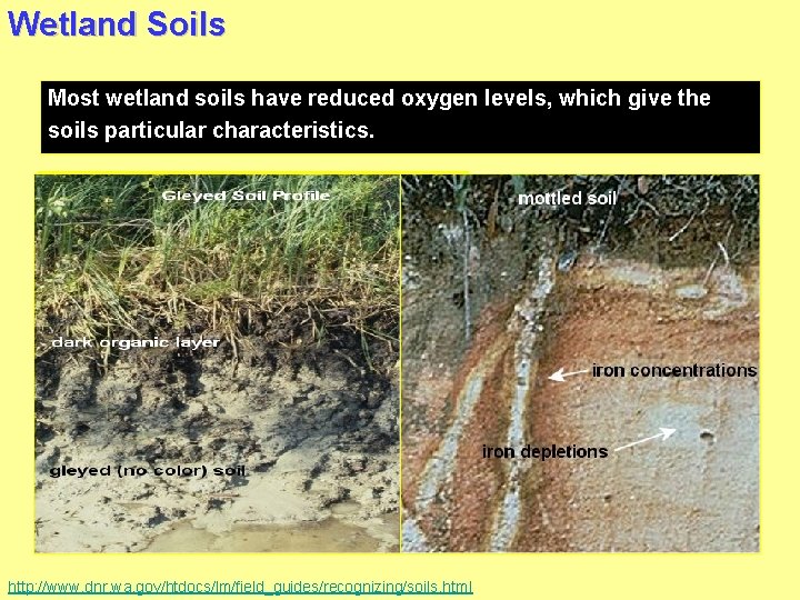 Wetland Soils Most wetland soils have reduced oxygen levels, which give the soils particular