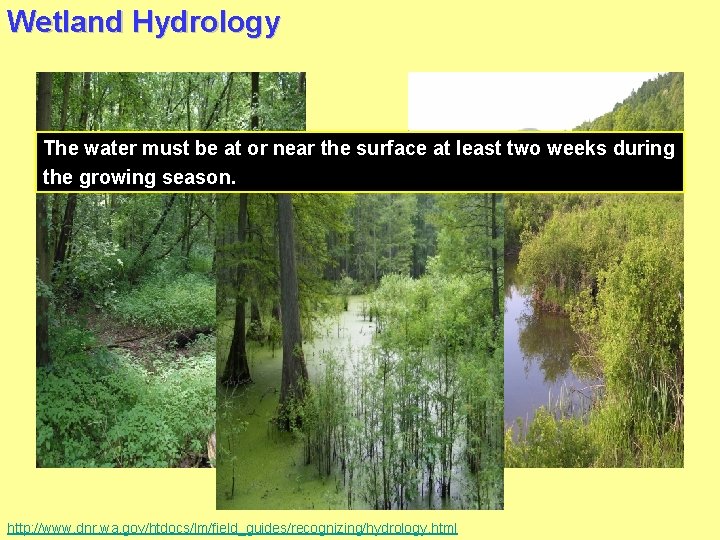 Wetland Hydrology The water must be at or near the surface at least two