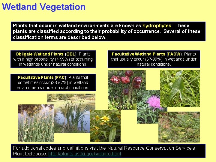 Wetland Vegetation Plants that occur in wetland environments are known as hydrophytes. These plants