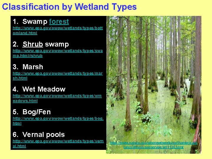 Classification by Wetland Types 1. Swamp forest http: //www. epa. gov/owow/wetlands/types/bott omland. html 2.