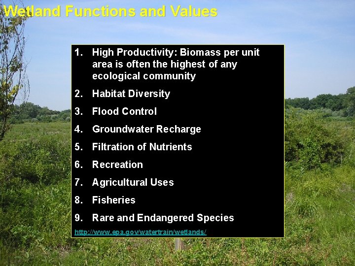 Wetland Functions and Values 1. High Productivity: Biomass per unit area is often the