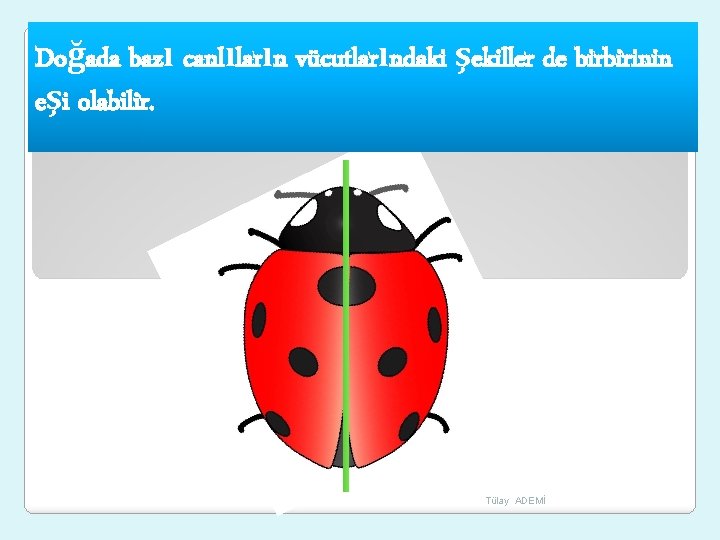Doğada bazı canlıların vücutlarındaki şekiller de birbirinin eşi olabilir. Tülay ADEMİ 
