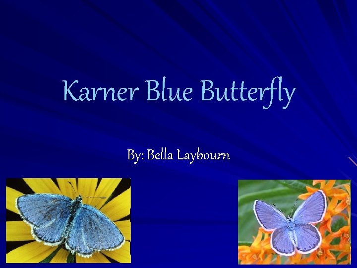 Karner Blue Butterfly By: Bella Laybourn 