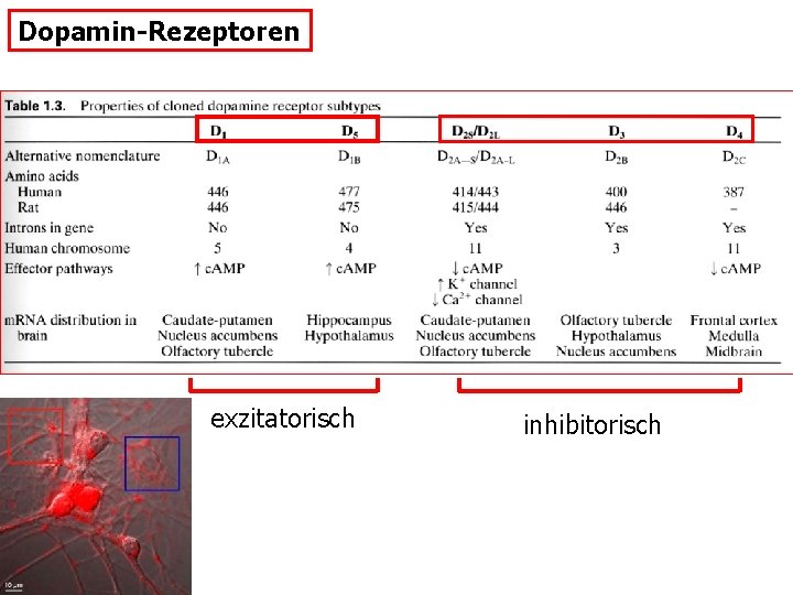 Dopamin-Rezeptoren exzitatorisch inhibitorisch 