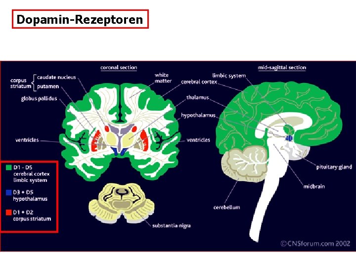 Dopamin-Rezeptoren 