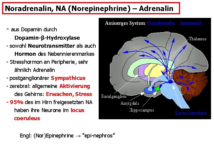 Noradrenalin, NA (Norepinephrine) – Adrenalin - aus Dopamin durch Dopamin-β-Hydroxylase - sowohl Neurotransmitter als