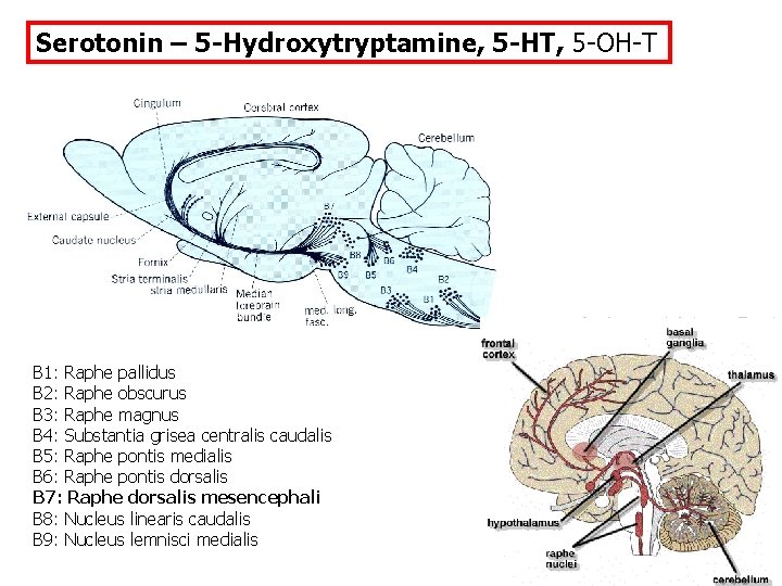 Serotonin – 5 -Hydroxytryptamine, 5 -HT, 5 -OH-T B 1: Raphe pallidus B 2:
