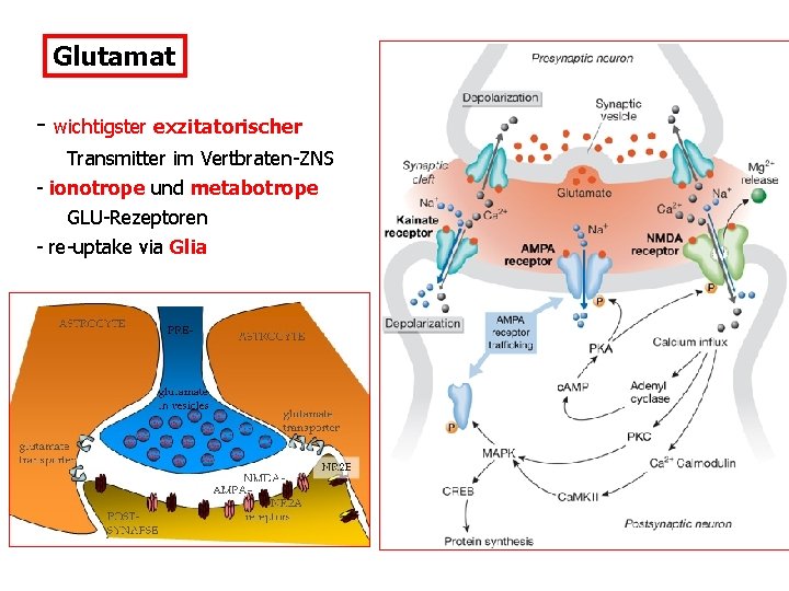 Glutamat - wichtigster exzitatorischer Transmitter im Vertbraten-ZNS - ionotrope und metabotrope GLU-Rezeptoren - re-uptake