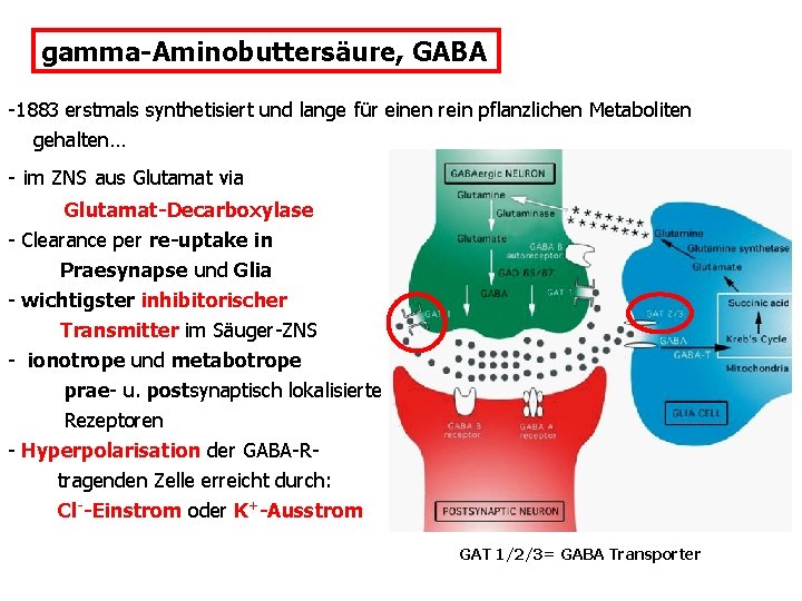 gamma-Aminobuttersäure, GABA -1883 erstmals synthetisiert und lange für einen rein pflanzlichen Metaboliten gehalten… -