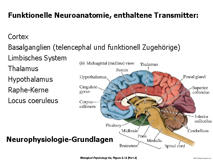 Funktionelle Neuroanatomie, enthaltene Transmitter: Cortex Basalganglien (telencephal und funktionell Zugehörige) Limbisches System Thalamus Hypothalamus
