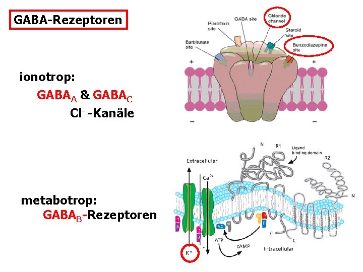 GABA-Rezeptoren ionotrop: GABAA & GABAC - Cl -Kanäle metabotrop: GABAB-Rezeptoren 