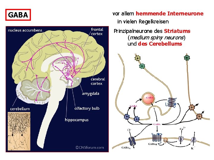 GABA vor allem hemmende Interneurone in vielen Regelkreisen Prinzipalneurone des Striatums (medium spiny neurons)