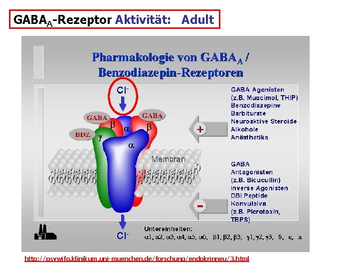 GABAA-Rezeptor Aktivität: Adult http: //psywifo. klinikum. uni-muenchen. de/forschung/endokrinneu/3. html 