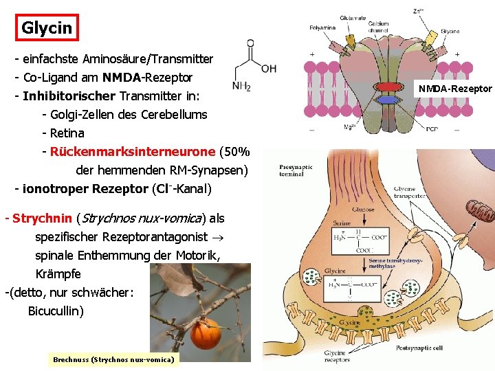 Glycin - einfachste Aminosäure/Transmitter - Co-Ligand am NMDA-Rezeptor - Inhibitorischer Transmitter in: - Golgi-Zellen