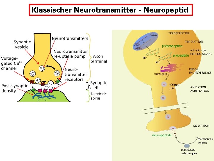 Klassischer Neurotransmitter - Neuropeptid 