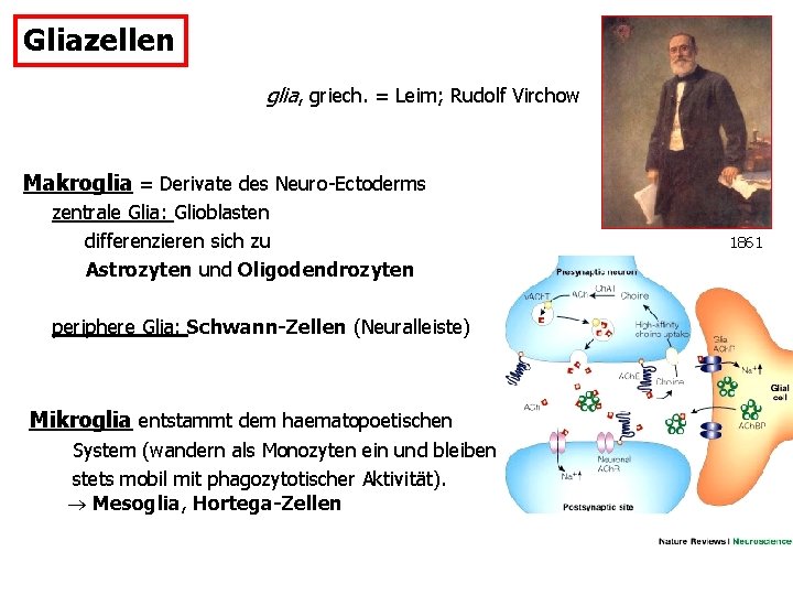 Gliazellen glia, griech. = Leim; Rudolf Virchow Makroglia = Derivate des Neuro-Ectoderms zentrale Glia: