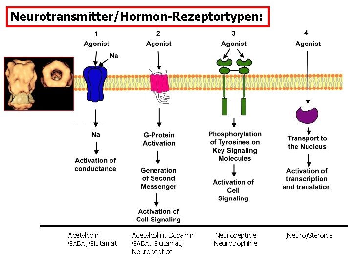 Neurotransmitter/Hormon-Rezeptortypen: Acetylcolin GABA, Glutamat Acetylcolin, Dopamin GABA, Glutamat, Neuropeptide Neurotrophine (Neuro)Steroide 
