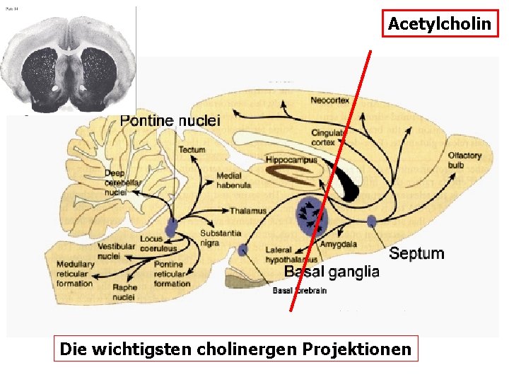 Acetylcholin Die wichtigsten cholinergen Projektionen 