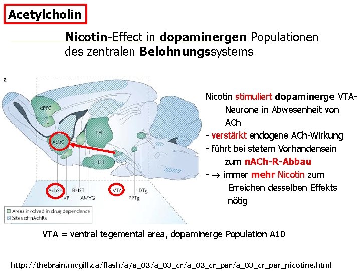 Acetylcholin Nicotin-Effect in dopaminergen Populationen des zentralen Belohnungssystems Nicotin stimuliert dopaminerge VTA Neurone in