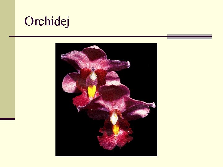 Orchidej 