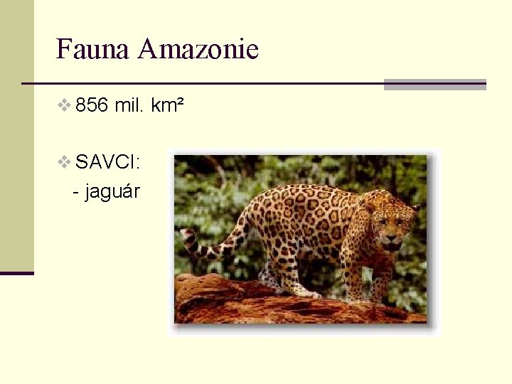 Fauna Amazonie v 856 mil. km² v SAVCI: - jaguár 