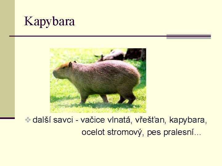 Kapybara v další savci - vačice vlnatá, vřešťan, kapybara, ocelot stromový, pes pralesní… 