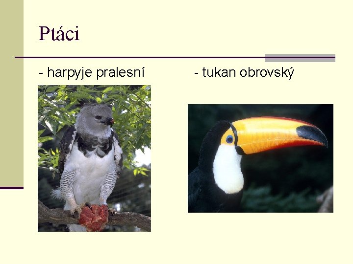 Ptáci - harpyje pralesní - tukan obrovský 