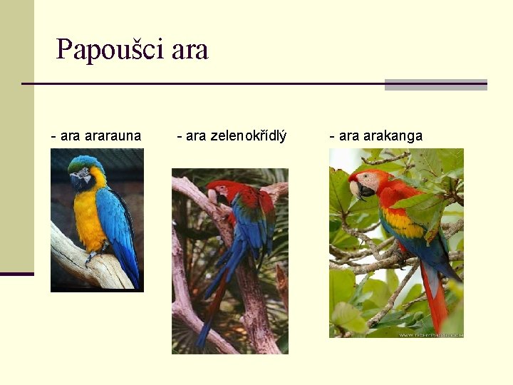 Papoušci ara - ararauna - - ara zelenokřídlý - arakanga 