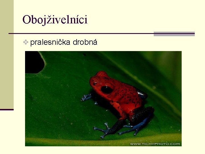 Obojživelníci v pralesnička drobná 