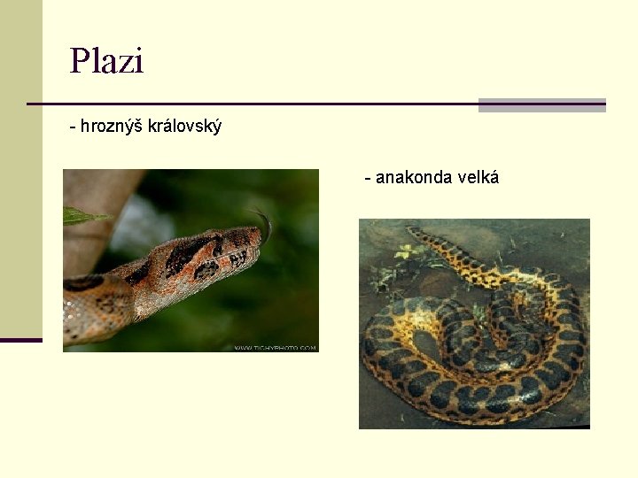 Plazi - hroznýš královský - anakonda velká 