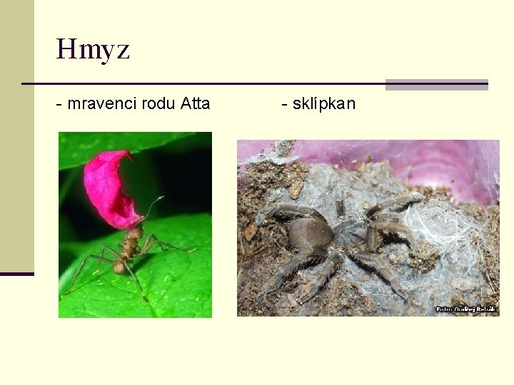 Hmyz - mravenci rodu Atta - sklípkan 