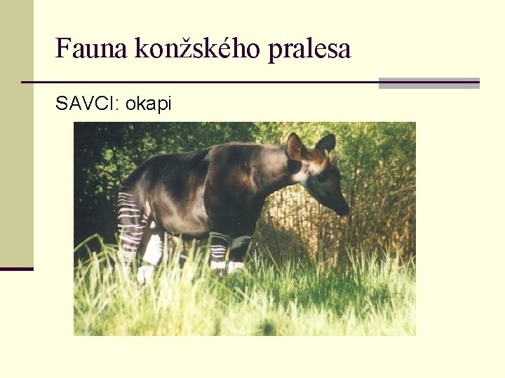 Fauna konžského pralesa SAVCI: okapi 