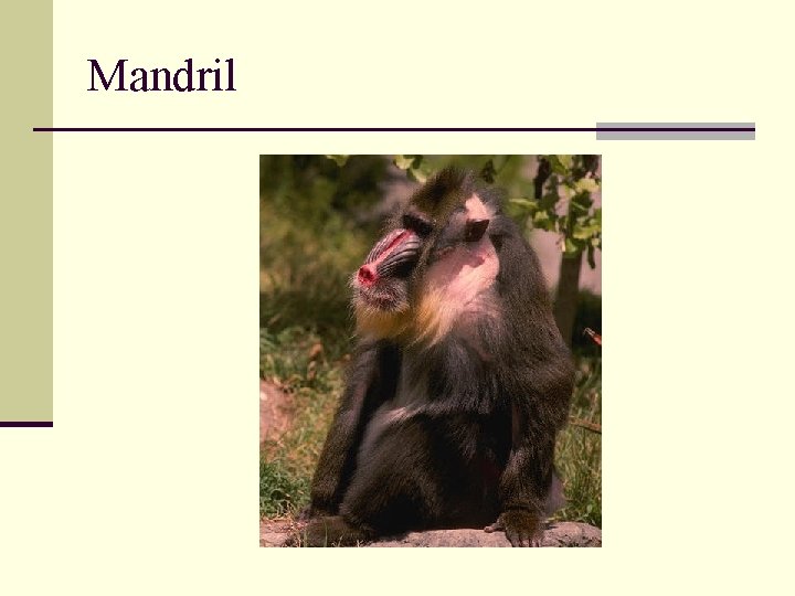 Mandril 