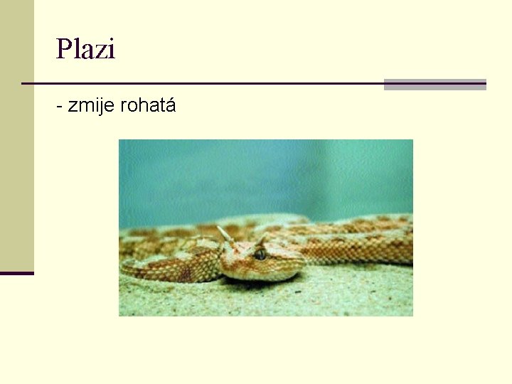 Plazi - zmije rohatá 