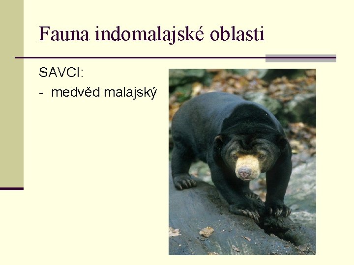 Fauna indomalajské oblasti SAVCI: - medvěd malajský 