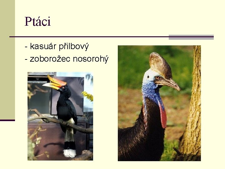 Ptáci - kasuár přilbový - zoborožec nosorohý 