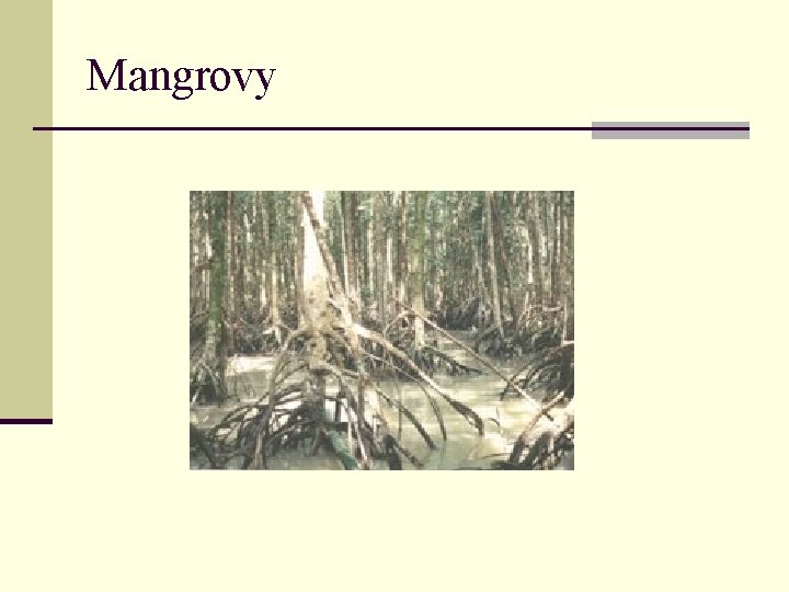 Mangrovy 