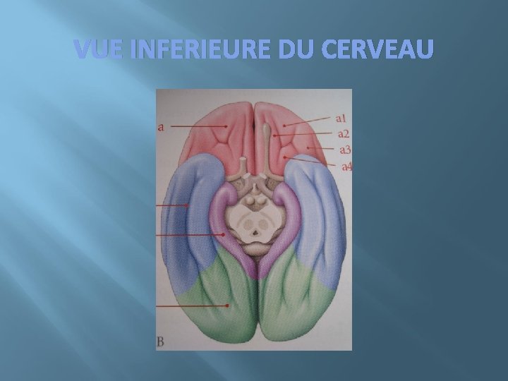 VUE INFERIEURE DU CERVEAU 