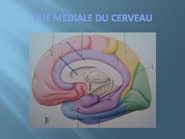 VUE MEDIALE DU CERVEAU 