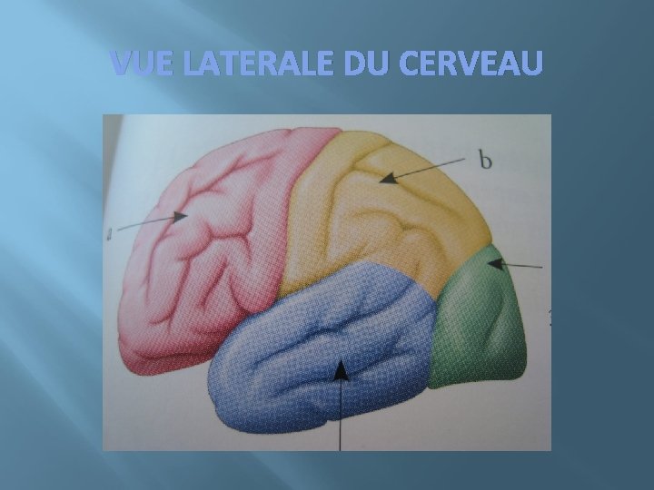 VUE LATERALE DU CERVEAU 