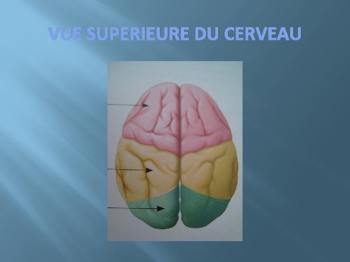 VUE SUPERIEURE DU CERVEAU 