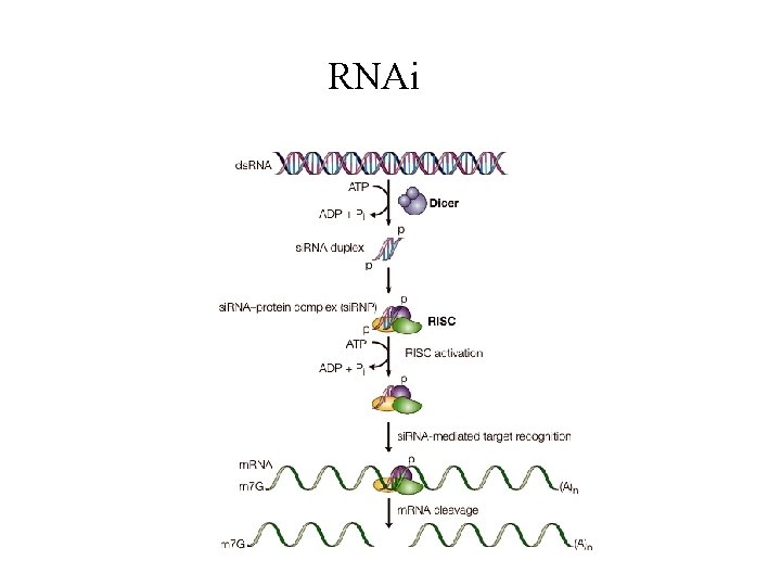 RNAi 